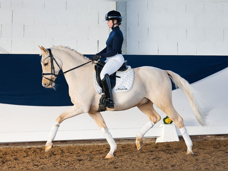 German Riding Pony Gelding 9 years 14,2 hh Palomino in Marsberg