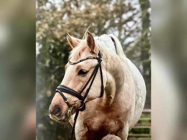 German Riding Pony Gelding 9 years 14.2 hh Palomino in Ottersberg
