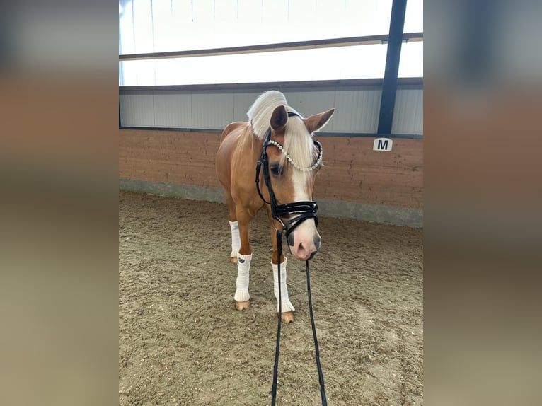 German Riding Pony Gelding 9 years 14,2 hh Palomino in Guxhagen