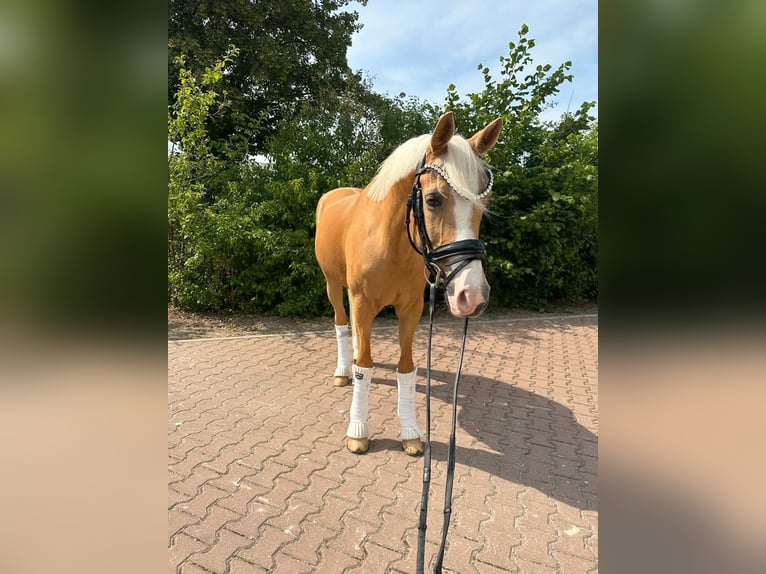 German Riding Pony Gelding 9 years 14,2 hh Palomino in Guxhagen