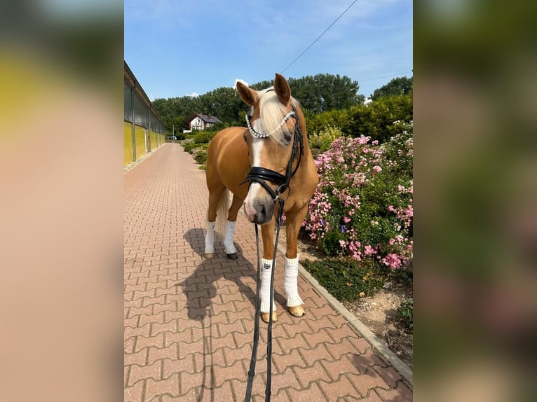 German Riding Pony Gelding 9 years 14,2 hh Palomino in Guxhagen