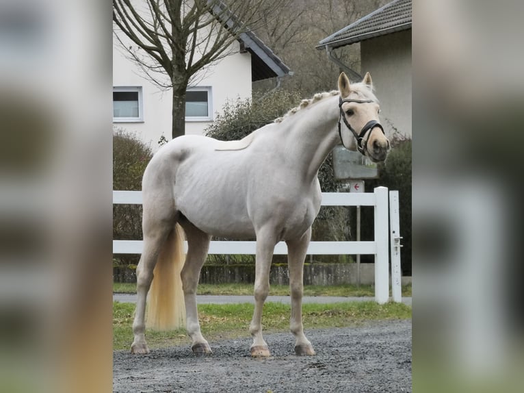 German Riding Pony Gelding 9 years 14,2 hh Palomino in Königswinter