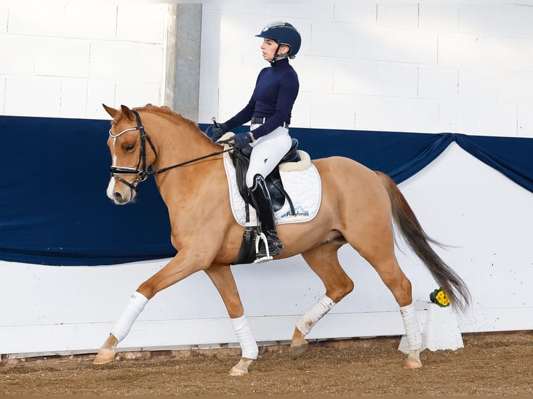 German Riding Pony Gelding 9 years 14 hh Chestnut-Red in Marsberg