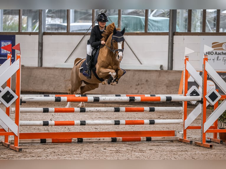 German Riding Pony Gelding 9 years 14 hh Chestnut-Red in Goch