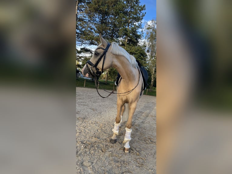 German Riding Pony Gelding 9 years 14 hh in München