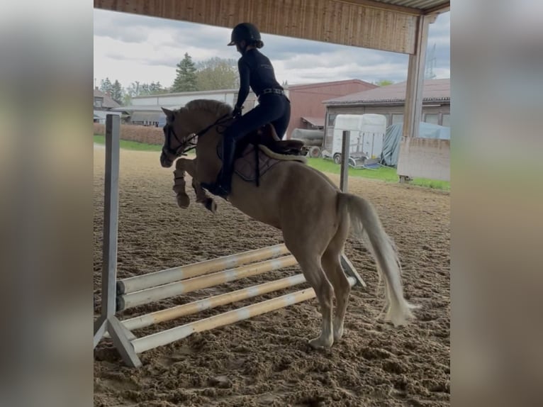 German Riding Pony Gelding 9 years 14 hh in München