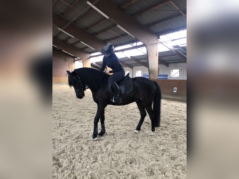 German Riding Pony Gelding 9 years 14,1 hh Black in Lähden