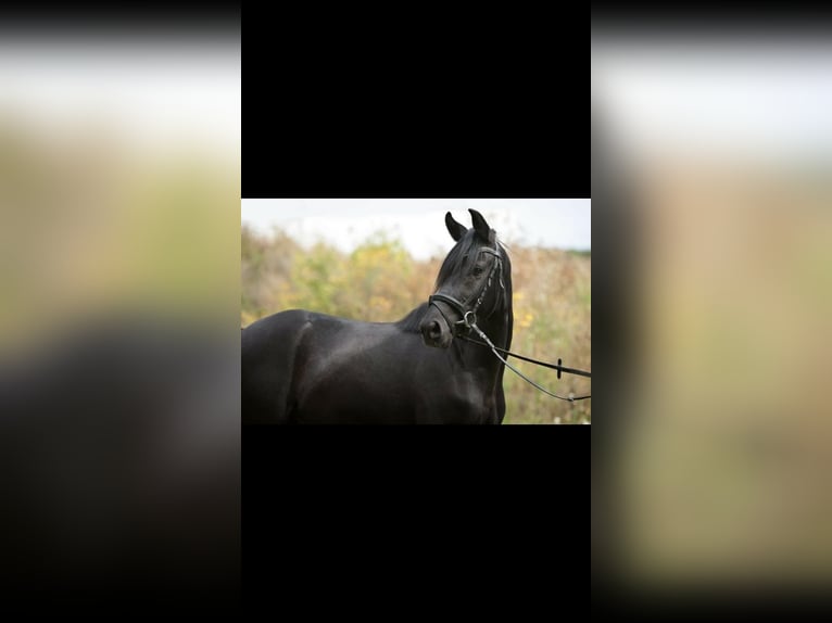 German Riding Pony Gelding 9 years 14,1 hh Black in Lähden