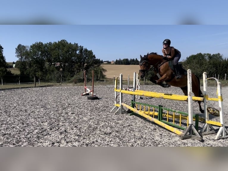 German Riding Pony Gelding 9 years 14,1 hh Brown in Lichtenau