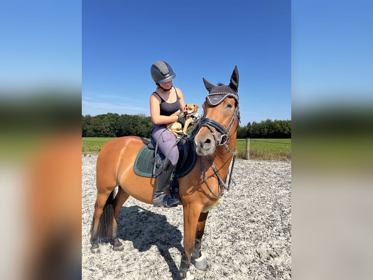 German Riding Pony Gelding 9 years 14,1 hh Brown in Lichtenau