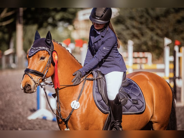 German Riding Pony Gelding 9 years 14,1 hh Brown in Lichtenau