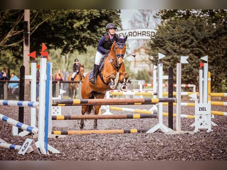 German Riding Pony Gelding 9 years 14,1 hh Brown in Lichtenau
