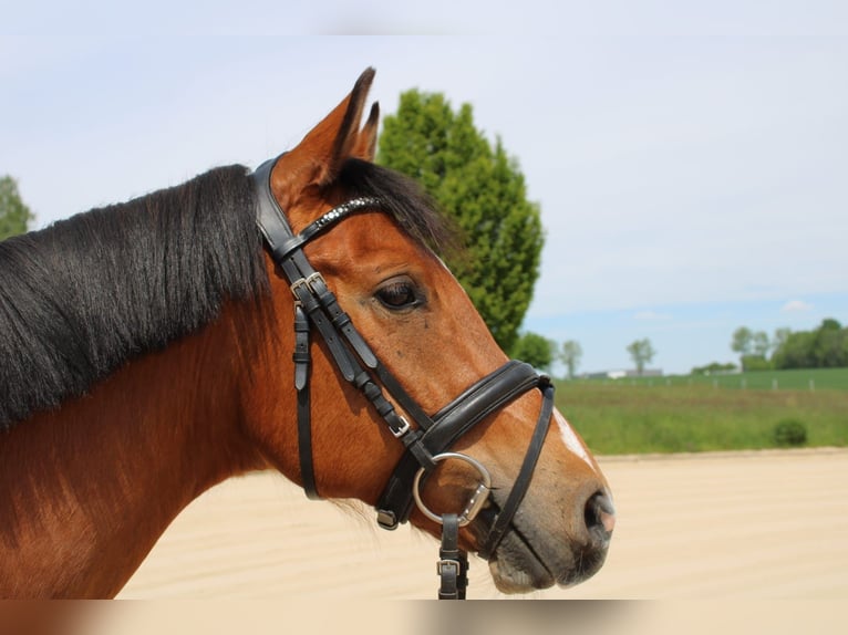 German Riding Pony Gelding 9 years 14,1 hh Brown in Lichtenau