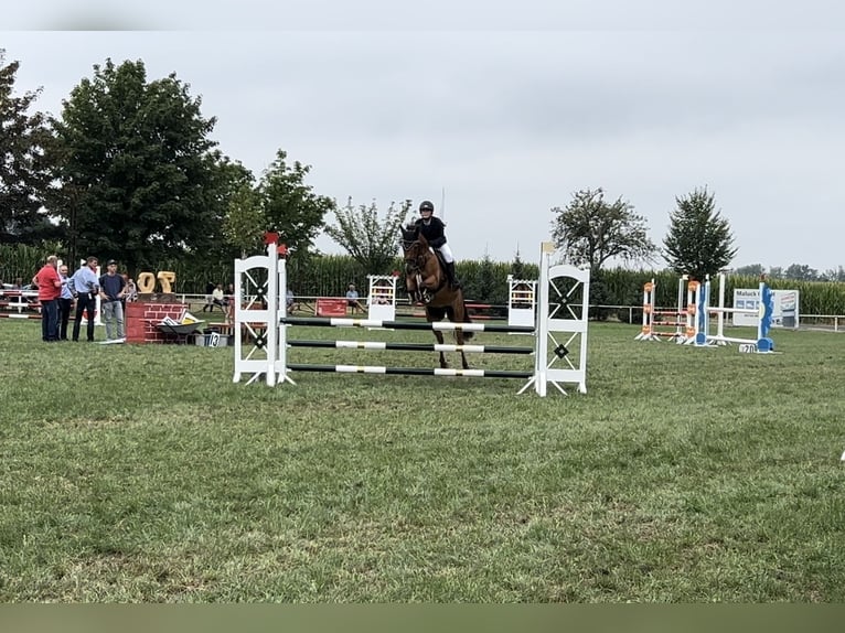 German Riding Pony Gelding 9 years 14,1 hh Brown in Lichtenau