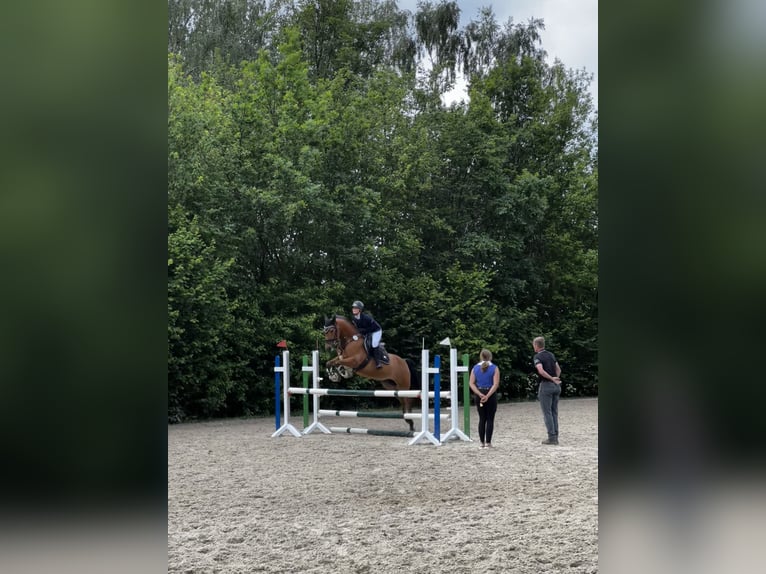 German Riding Pony Gelding 9 years 14,1 hh Brown in Lichtenau