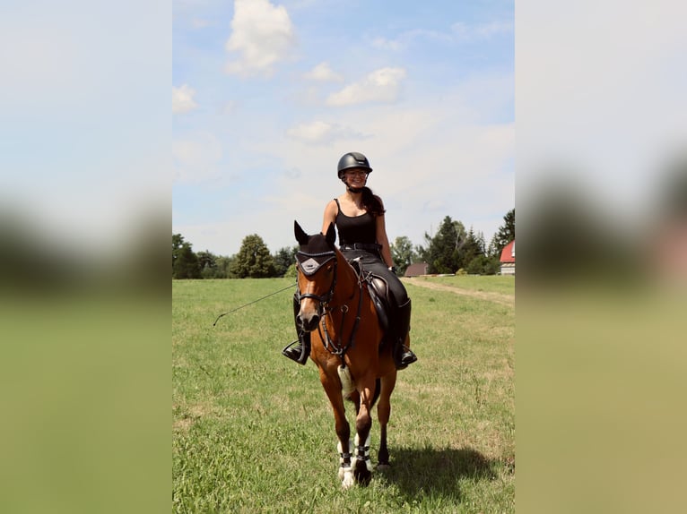 German Riding Pony Gelding 9 years 14,1 hh Brown in Lichtenau