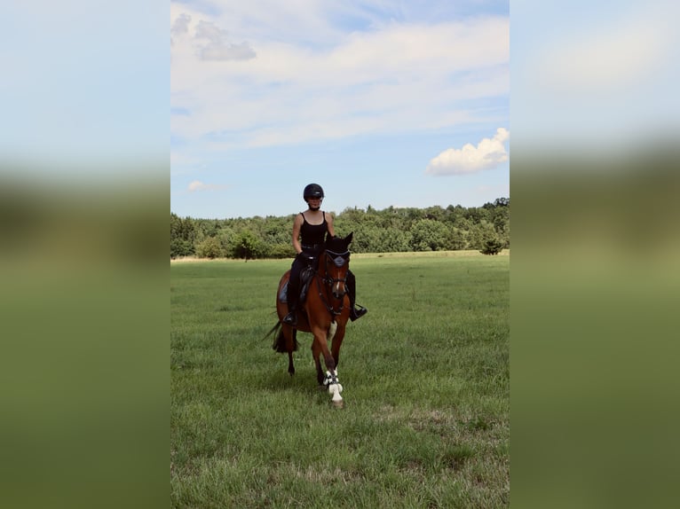 German Riding Pony Gelding 9 years 14,1 hh Brown in Lichtenau