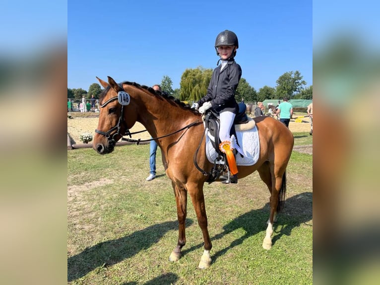 German Riding Pony Gelding 9 years 14,1 hh Buckskin in Borstel