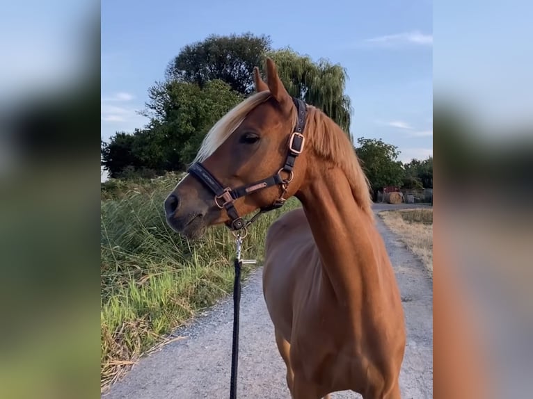 German Riding Pony Gelding 9 years 14,1 hh Chestnut-Red in Darmstadt