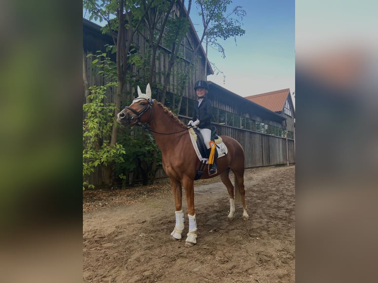 German Riding Pony Gelding 9 years 14,1 hh Chestnut-Red in Darmstadt