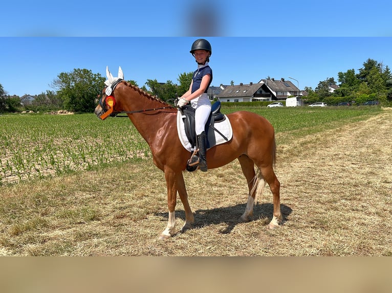 German Riding Pony Gelding 9 years 14,1 hh Chestnut-Red in Darmstadt