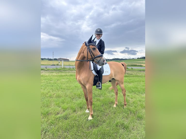 German Riding Pony Gelding 9 years 14,1 hh Chestnut-Red in Oberursel
