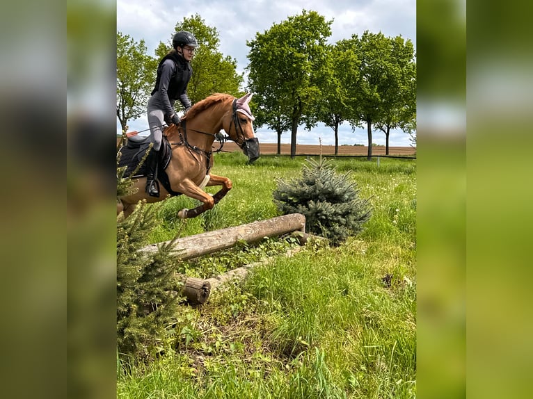 German Riding Pony Gelding 9 years 14,1 hh Chestnut-Red in Oberursel