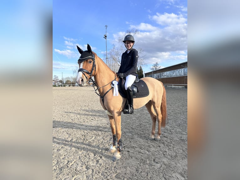 German Riding Pony Gelding 9 years 14,1 hh Chestnut-Red in Oberursel