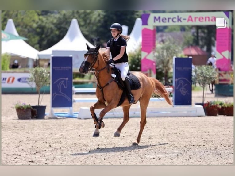 German Riding Pony Gelding 9 years 14,1 hh Chestnut-Red in Oberursel