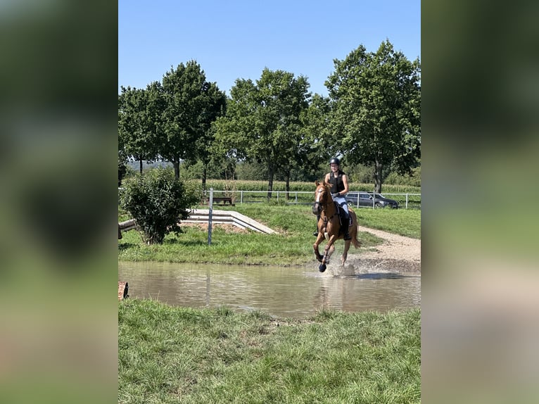 German Riding Pony Gelding 9 years 14,1 hh Chestnut-Red in Oberursel