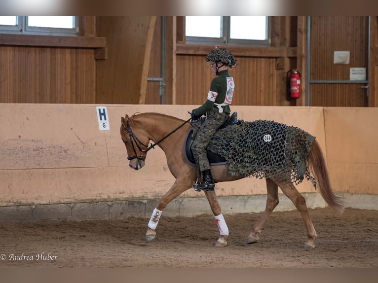 German Riding Pony Gelding 9 years 14,1 hh Chestnut-Red in Oberursel