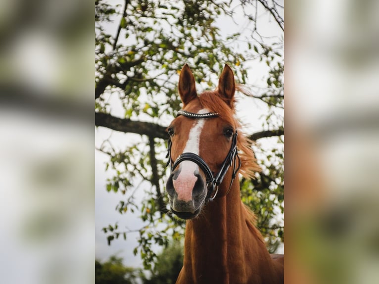 German Riding Pony Gelding 9 years 14,1 hh Chestnut-Red in Oberursel
