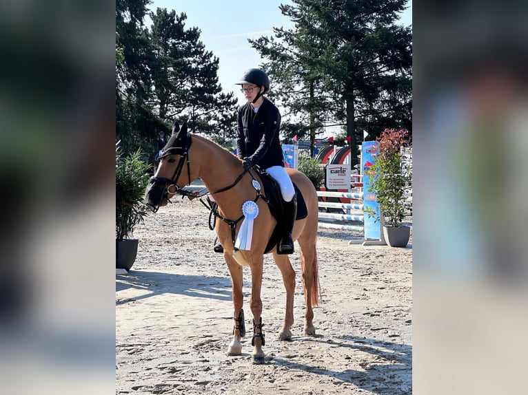 German Riding Pony Gelding 9 years 14,1 hh Chestnut-Red in Oberursel
