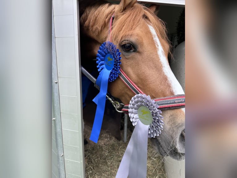 German Riding Pony Gelding 9 years 14,1 hh Chestnut-Red in Oberursel
