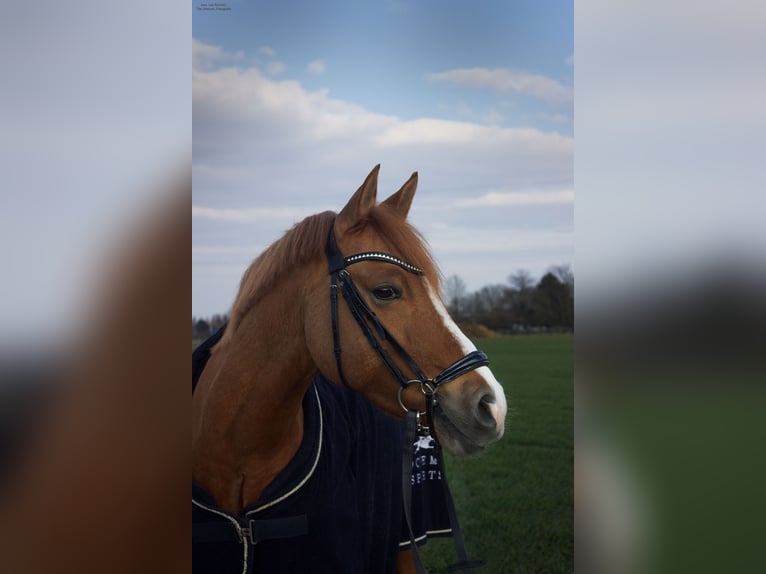 German Riding Pony Gelding 9 years 14,1 hh Chestnut-Red in Oberursel
