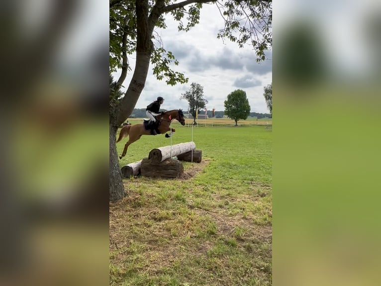 German Riding Pony Gelding 9 years 14,1 hh Chestnut-Red in Oberursel