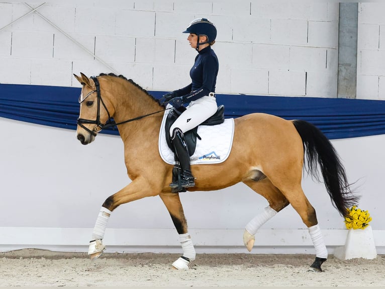 German Riding Pony Gelding 9 years 14,1 hh Dun in Marsberg German Riding Pony Gelding 9 years 14,1 hh Dun in Marsberg