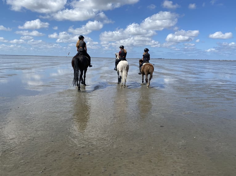 German Riding Pony Gelding 9 years 14,1 hh Gray in B&#xFC;cken