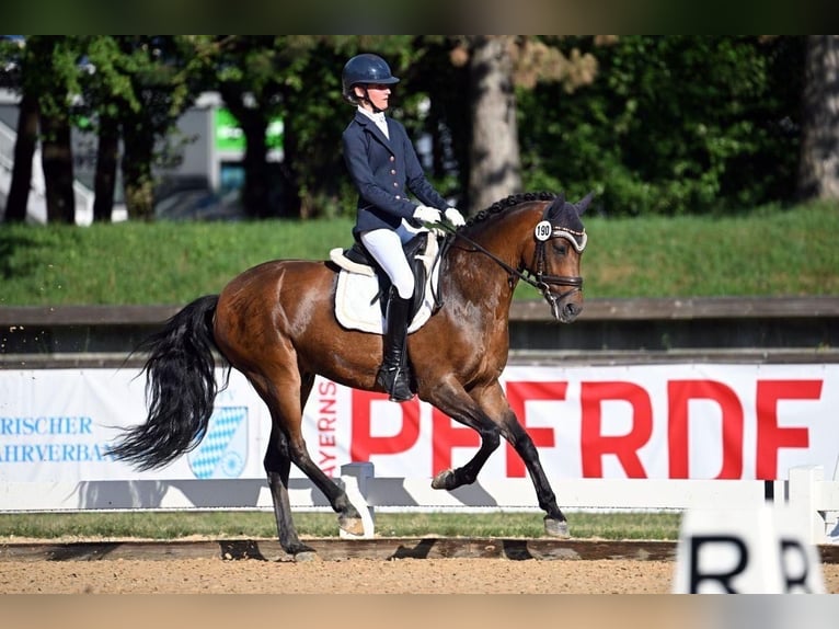 German Riding Pony Gelding 9 years 14,2 hh Bay-Dark in Schwabm&#xFC;nchen