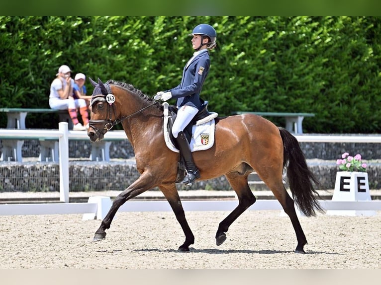 German Riding Pony Gelding 9 years 14,2 hh Bay-Dark in Schwabm&#xFC;nchen