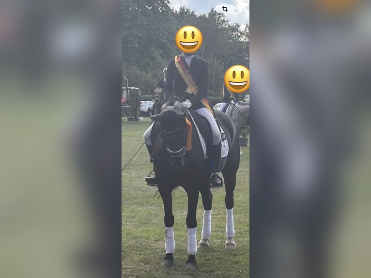 German Riding Pony Gelding 9 years 14,2 hh Black in Meppen