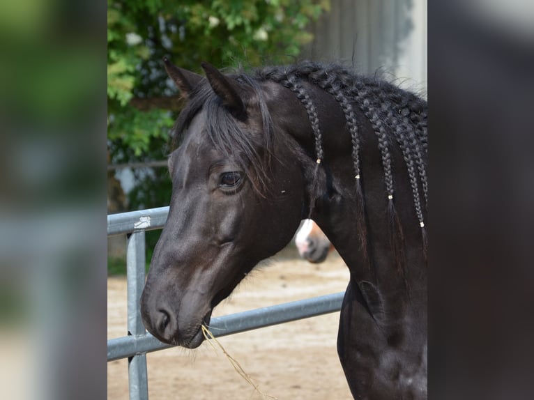German Riding Pony Gelding 9 years 14,2 hh Black in Lichtenberg