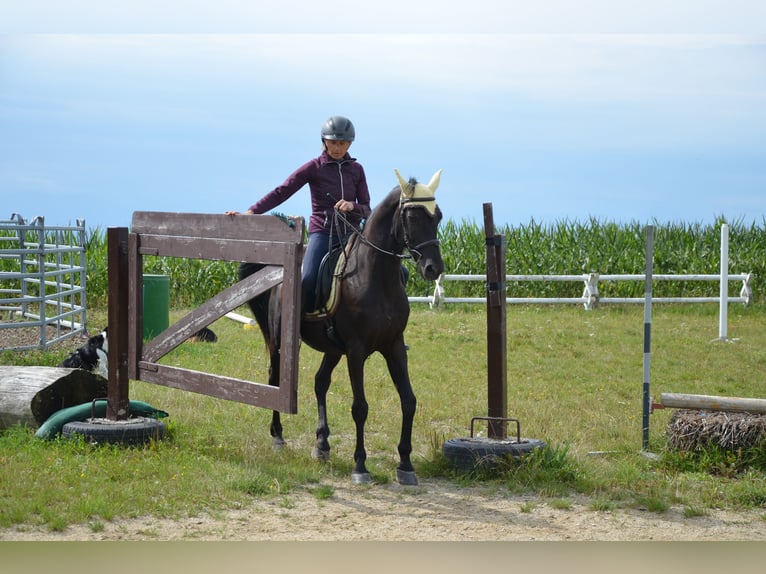 German Riding Pony Gelding 9 years 14,2 hh Black in Lichtenberg