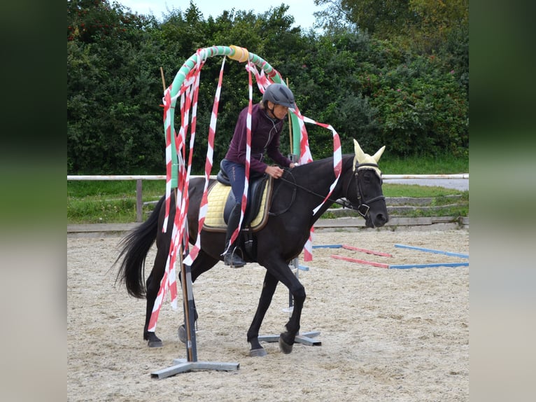 German Riding Pony Gelding 9 years 14,2 hh Black in Lichtenberg