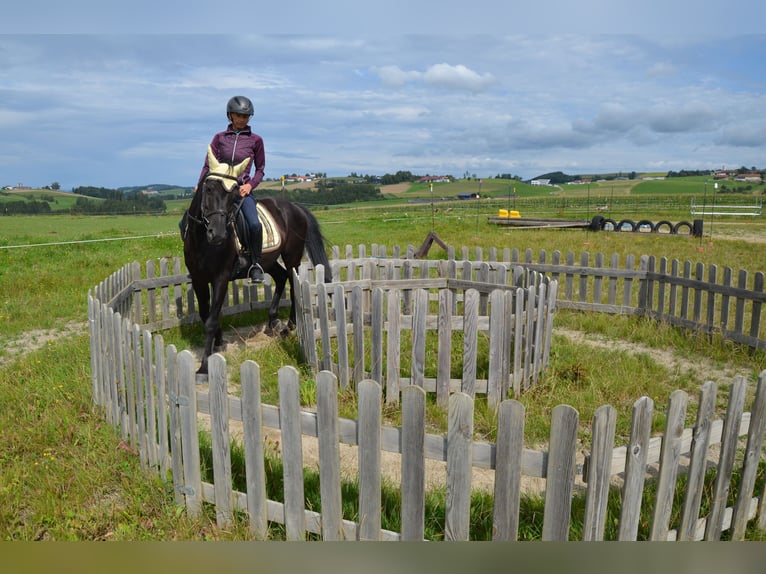 German Riding Pony Gelding 9 years 14,2 hh Black in Lichtenberg