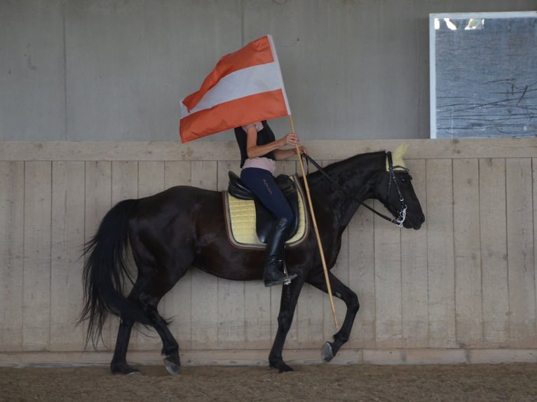 German Riding Pony Gelding 9 years 14,2 hh Black in Lichtenberg