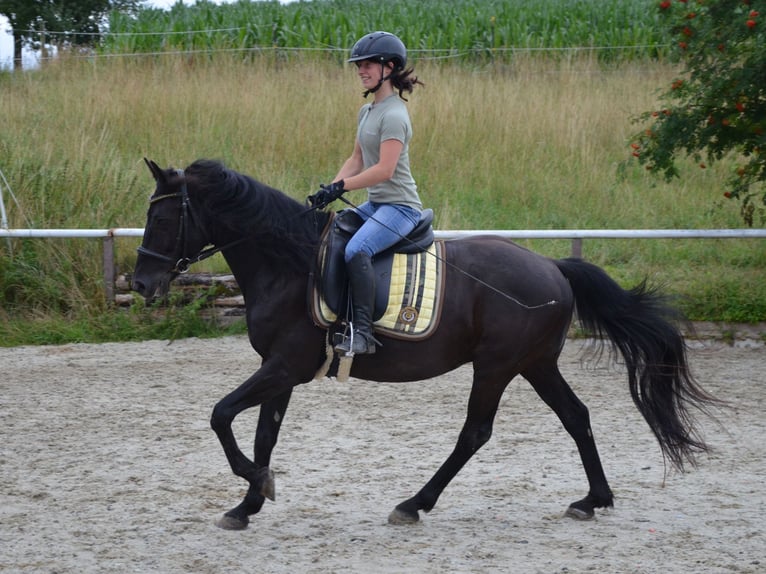 German Riding Pony Gelding 9 years 14,2 hh Black in Lichtenberg