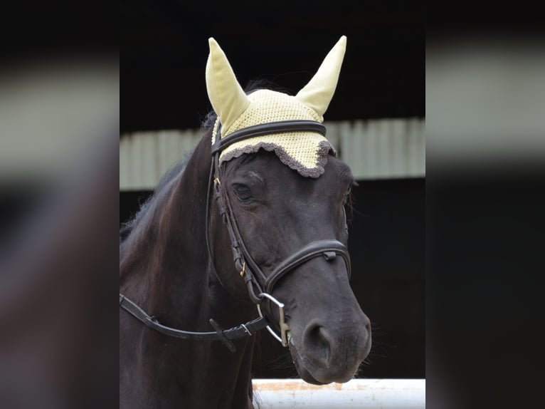 German Riding Pony Gelding 9 years 14,2 hh Black in Lichtenberg
