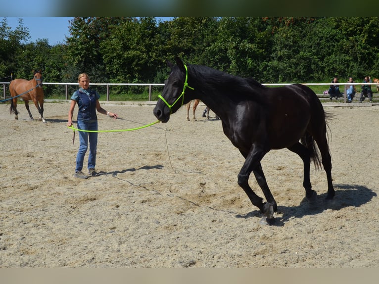German Riding Pony Gelding 9 years 14,2 hh Black in Lichtenberg