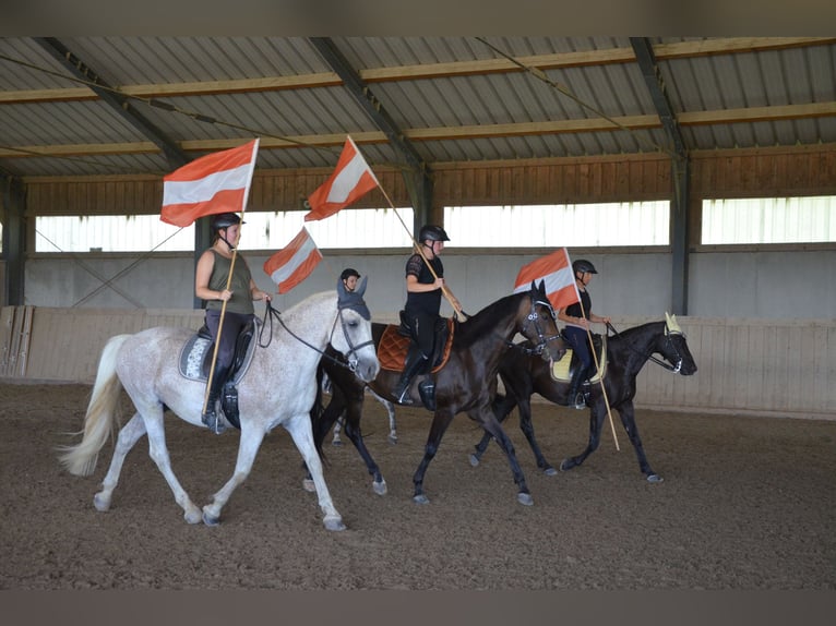 German Riding Pony Gelding 9 years 14,2 hh Black in Lichtenberg